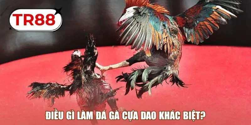 Điều gì làm đá gà cựa dao khác biệt?