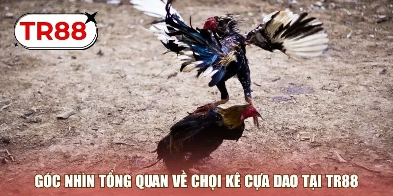 Góc nhìn tổng quan về chọi kê cựa dao tại TR88