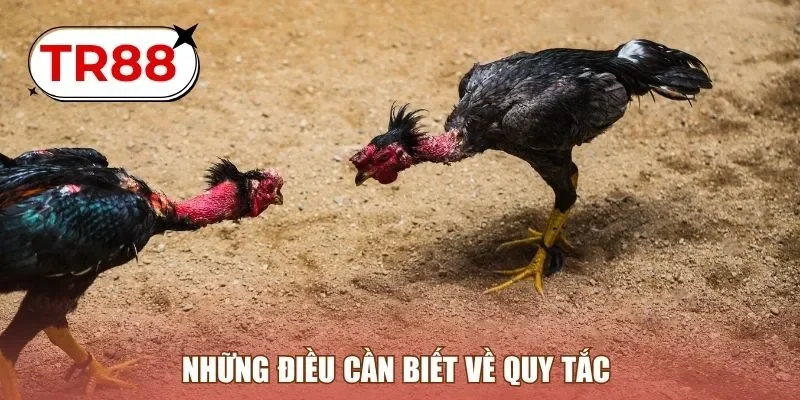 Những điều cần biết về quy tắc